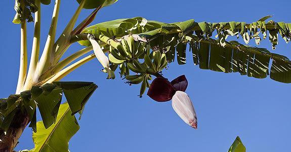 Appartamenti Le Pleiadi - Succhivo D'Ischia Sant'Angelo  Εξωτερικό φωτογραφία